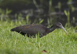 Green Ibis