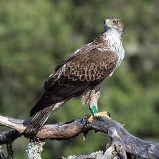 Aigle de Bonelli