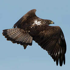 Aigle de Bonelli