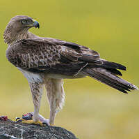 de Bonelli - Aquila fasciata