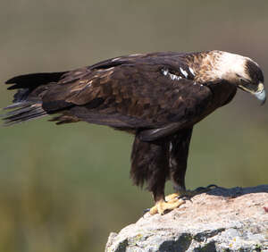 Aigle ibérique