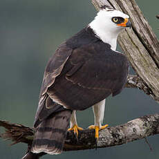 Aigle noir et blanc