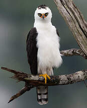 Aigle noir et blanc