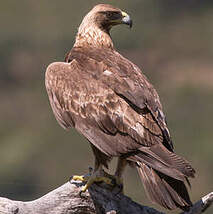 Aigle royal