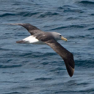 Albatros de Salvin