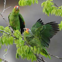 Amazone à lores rouges