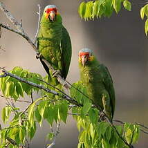 Amazone à lores rouges