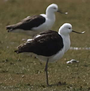 Avocette des Andes