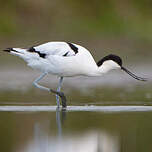 Avocette élégante