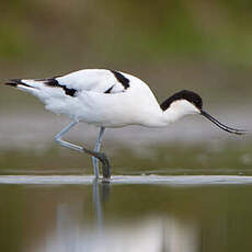 Avocette élégante