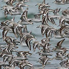 Bécasseau sanderling
