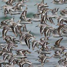 Bécasseau sanderling