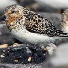 Bécasseau sanderling
