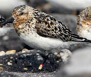 Bécasseau sanderling