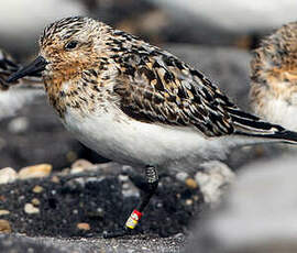 Bécasseau sanderling