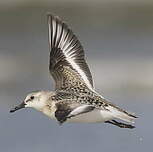 Bécasseau sanderling