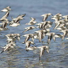 Bécasseau sanderling