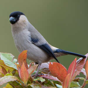 Bouvreuil des Açores Jouet réaliste en feutre Oiseau vivant uniquement aux  Açores. Oiseau à feutrer. Animal à feutrer réaliste. Le cadeau parfait pour  l'observation des oiseaux. -  France