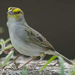 Bruant à front d'or