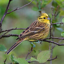 Bruant jaune