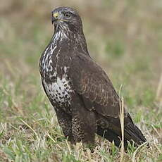 Buse variable