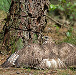 Buse variable