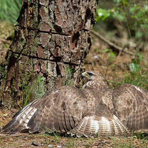 Buse variable