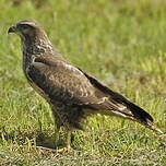 Buse variable