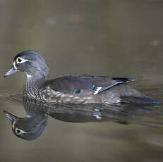 Canard carolin