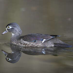 Canard carolin • Aix Sponsa • Élevage et vente de Carolin