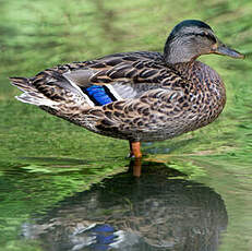 Canard colvert