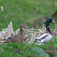 Canard colvert