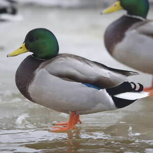 Canard colvert - Anas platyrhynchos