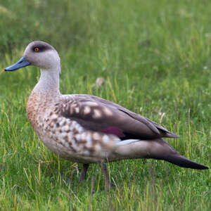 Canard huppé