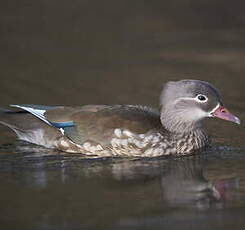 Canard mandarin