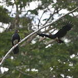 Caracara à gorge rouge