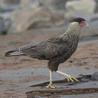 Caracara huppé