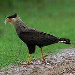 Caracara huppé