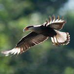 Caracara huppé