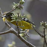 Cardinal à dos noir