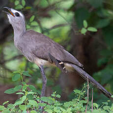 Cariama de Burmeister