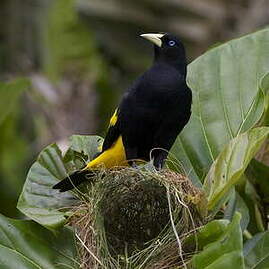 Yellow-rumped cacique - Facts, Diet, Habitat & Pictures on