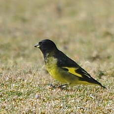 Chardonneret à croupion jaune