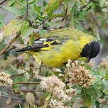 Chardonneret de Magellan