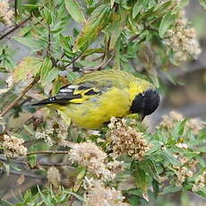 Chardonneret de Magellan