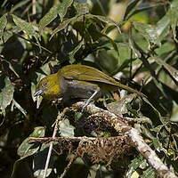 Chlorospin à gorge jaune