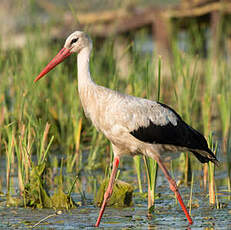 Cigogne blanche