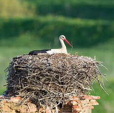 Cigogne blanche