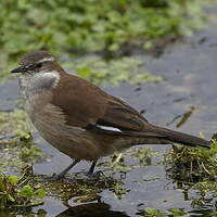 Cinclode à ailes blanches