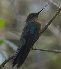 Colibri à ailes saphir